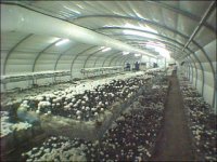 flexible ducts in the mushroom industry